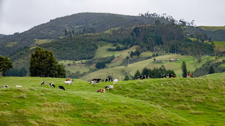 Fazenda - venda